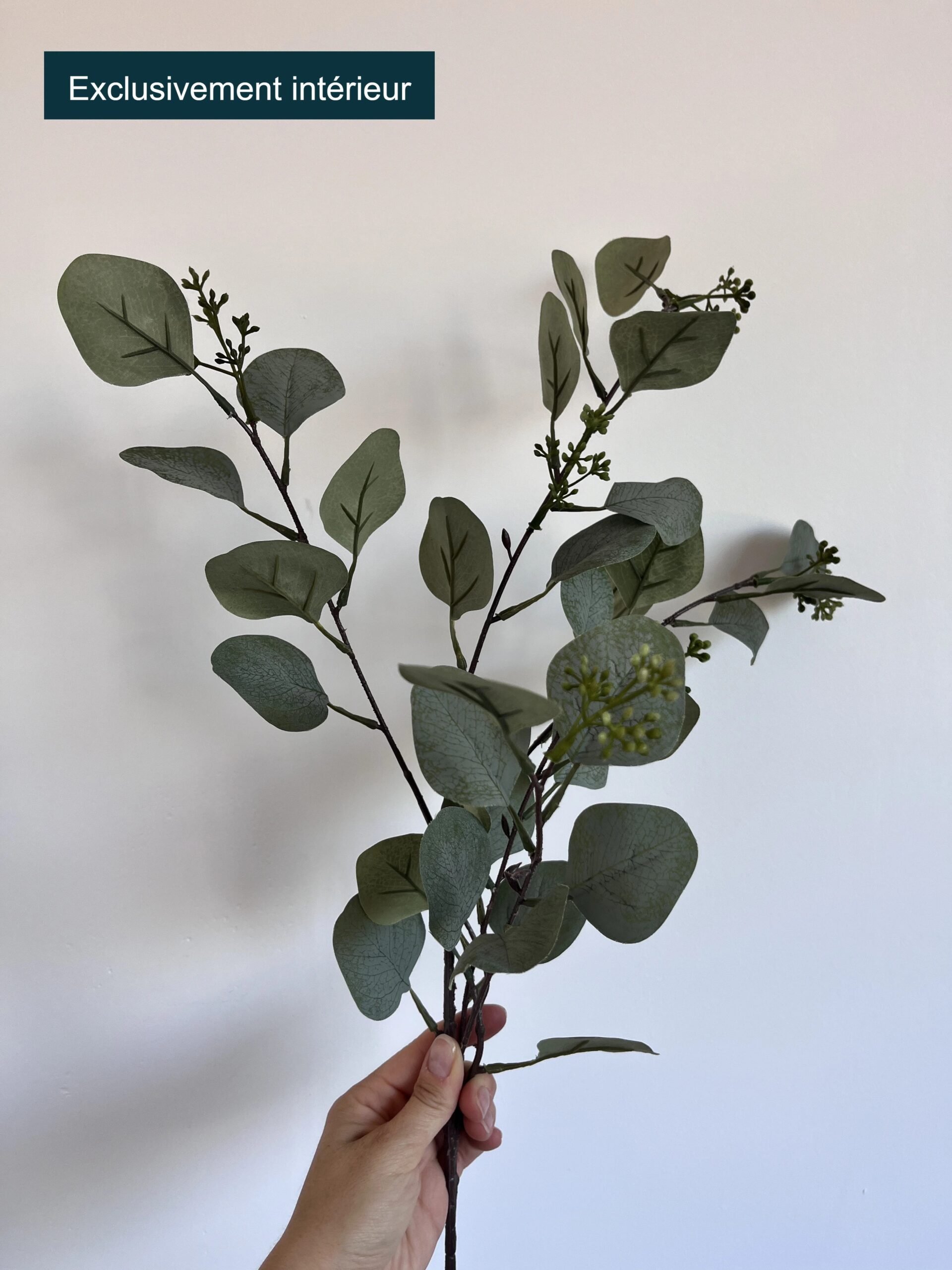 Eucalyptus tige