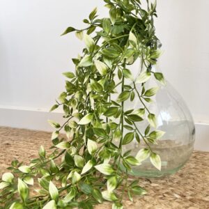 tradescantia