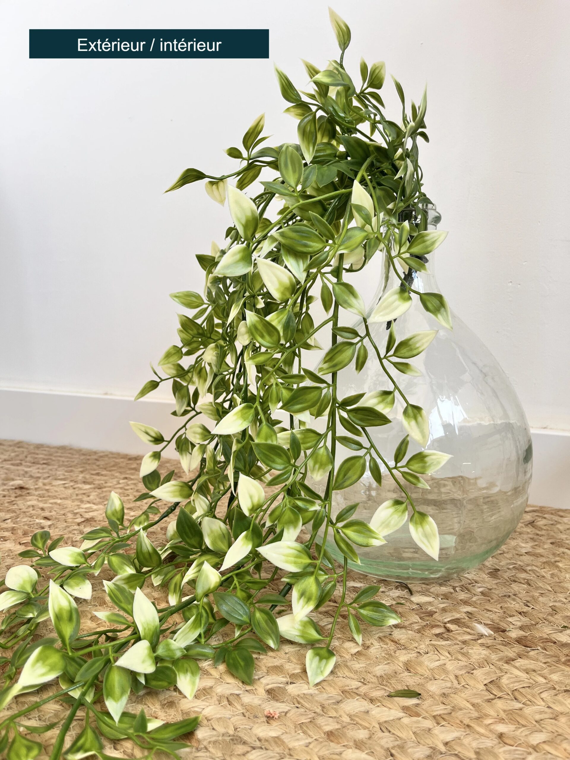 tradescantia