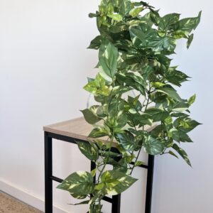 Pothos chute