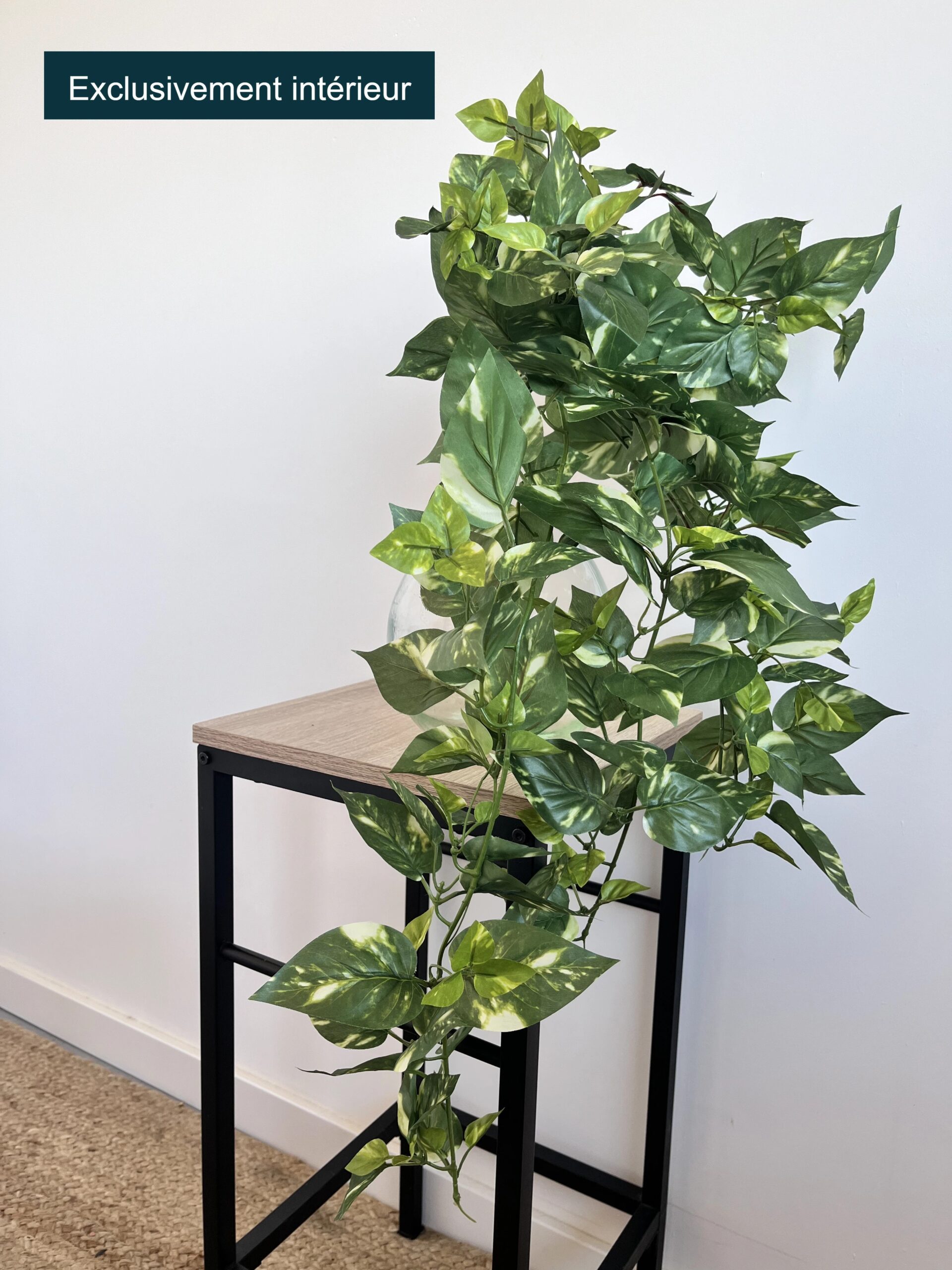 Pothos chute