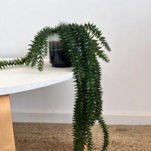 lycopodium artificiel