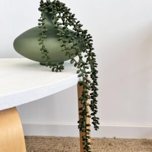 Crassula artificiel