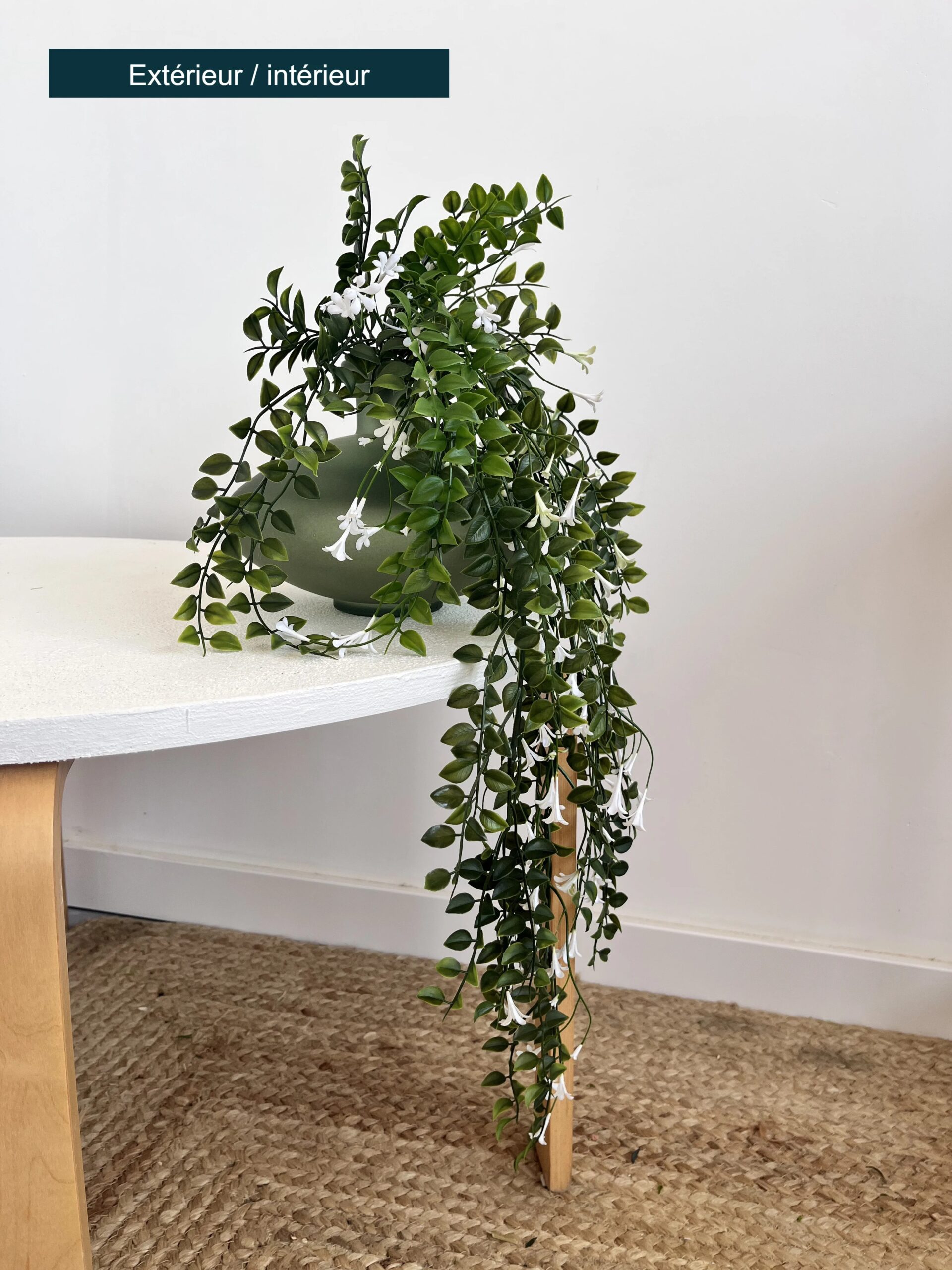 Dischidia fleuri
