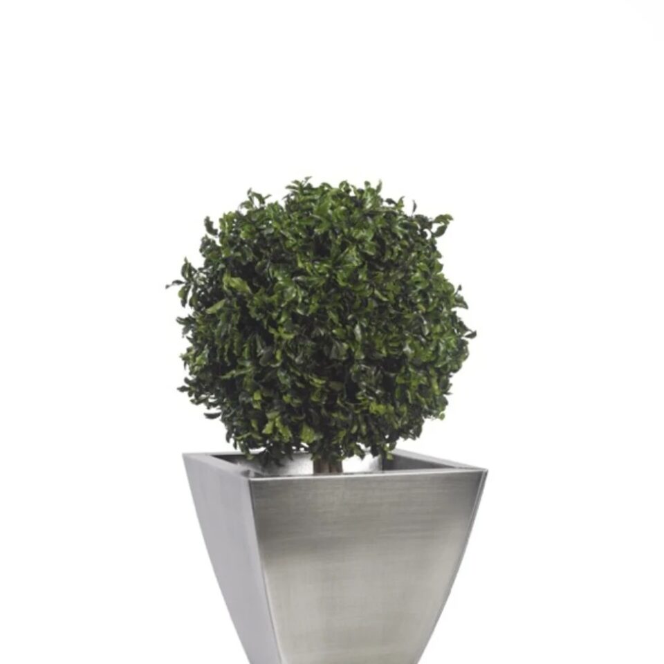 Topiaire pitosporum