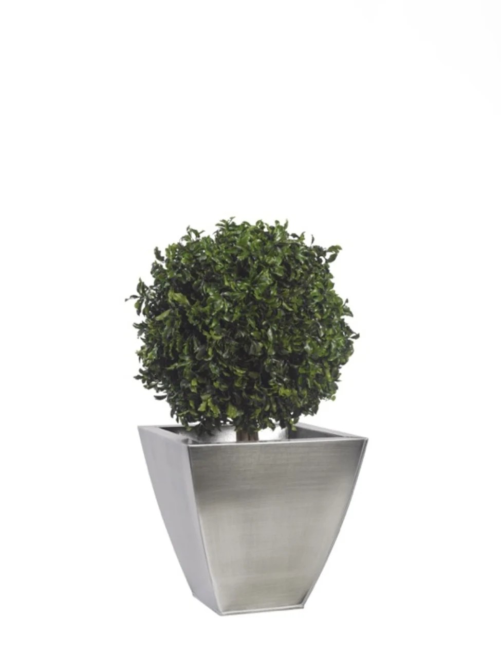 Topiaire pitosporum 1 boule 50cm