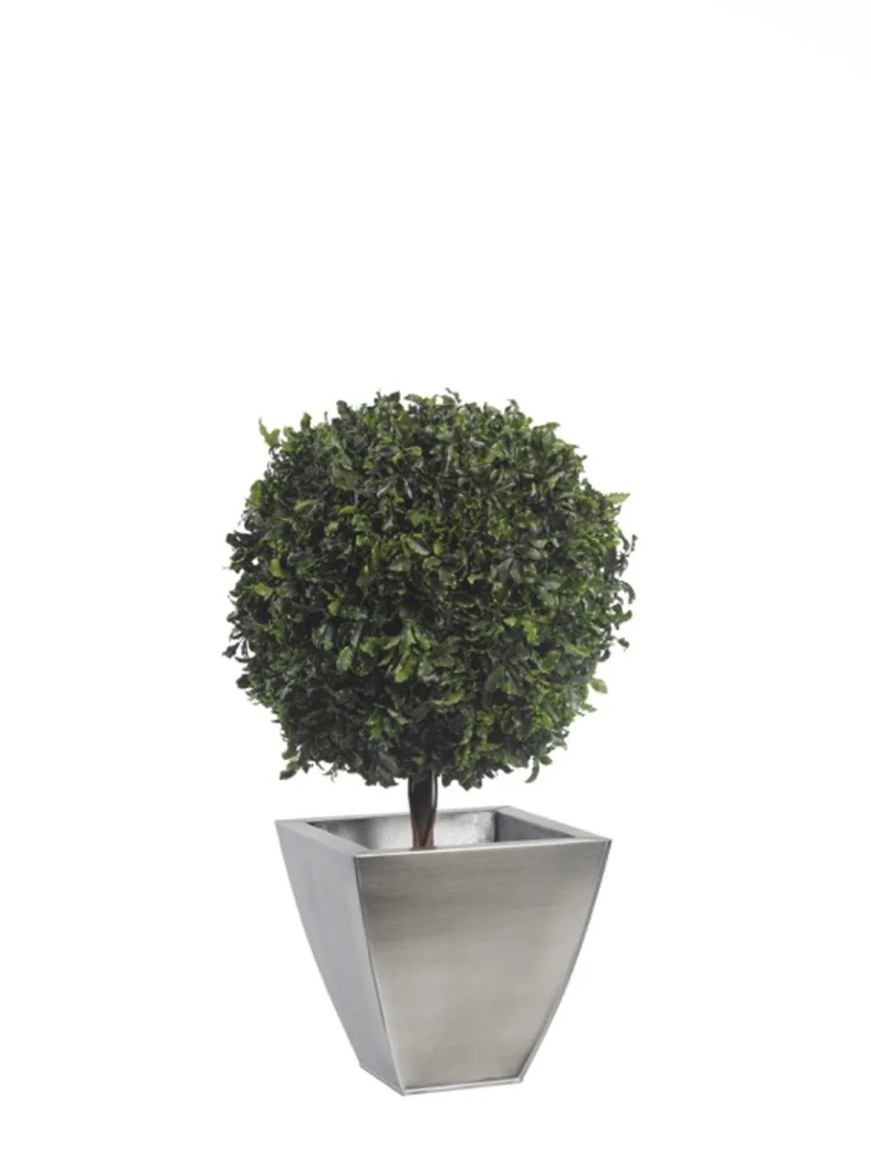 Topiaire pitosporum 1 boule 65cm