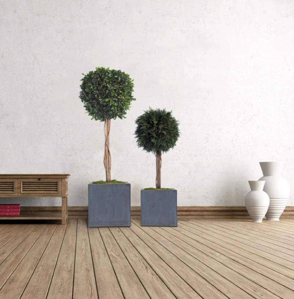 Topiaire pitosporum sur tige salon