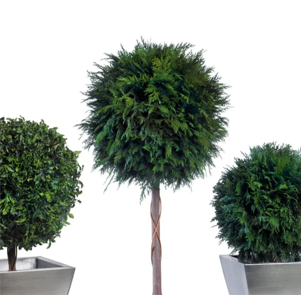 Topiaire pitosporum stabilisée