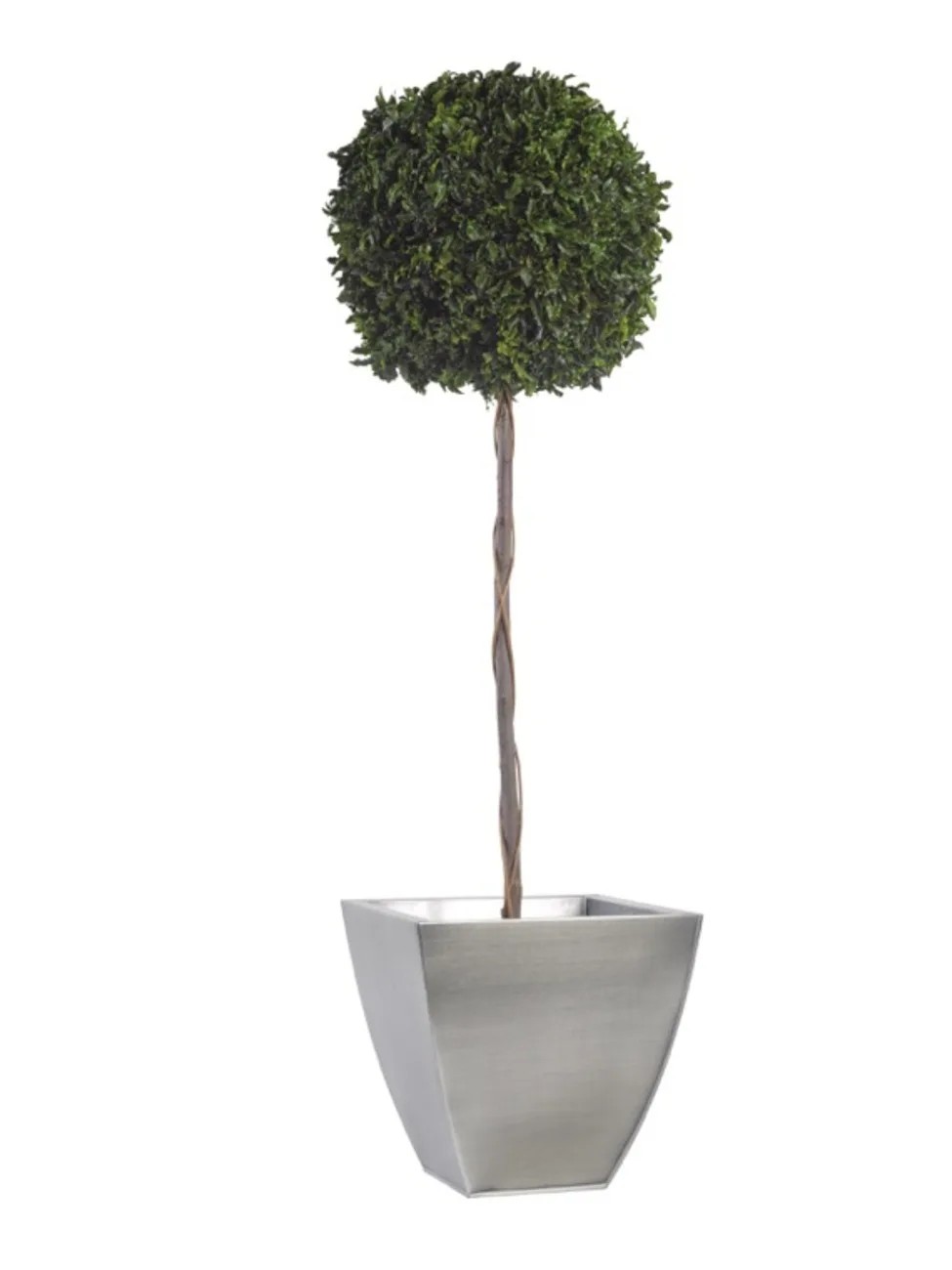 Topiaire pitosporum 1 boule 140cm