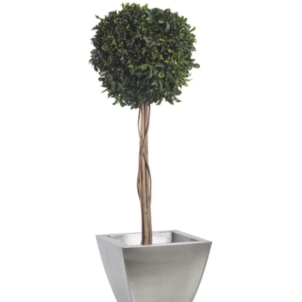 Topiaire pitosporum sur tige