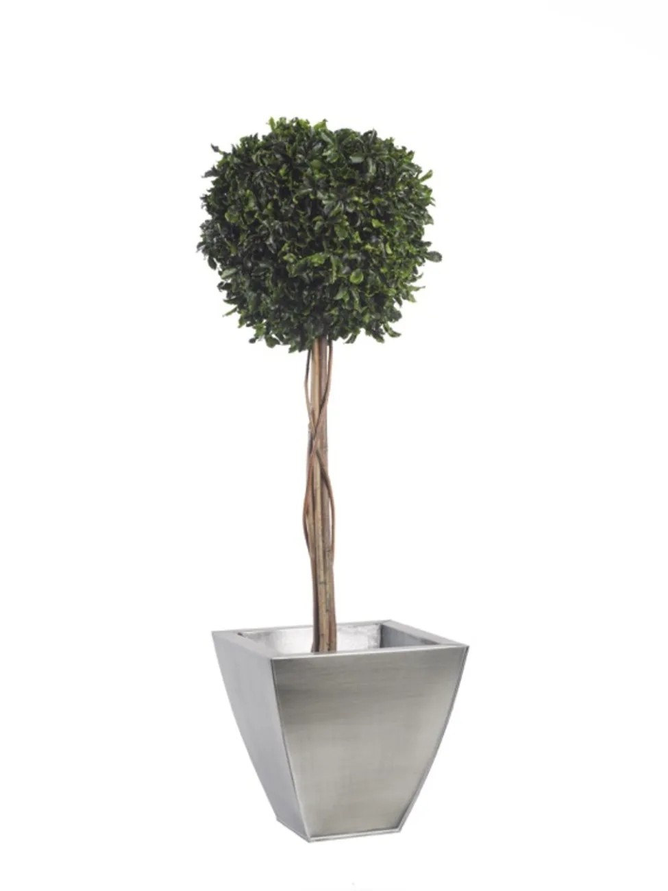 Topiaire pitosporum stabilisée 100cm