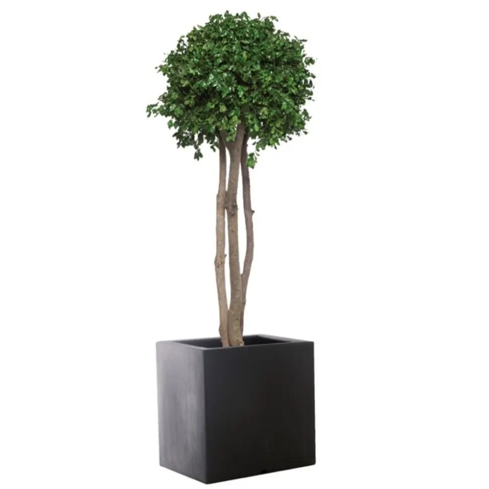 Eucalyptus Teniufolium stabilisé sur Tige – Vert
