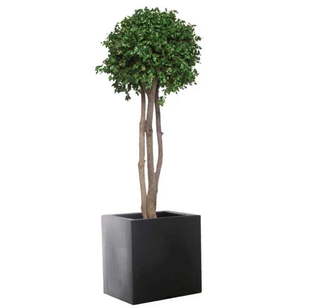 Eucalyptus Teniufolium stabilisé sur Tige - Vert