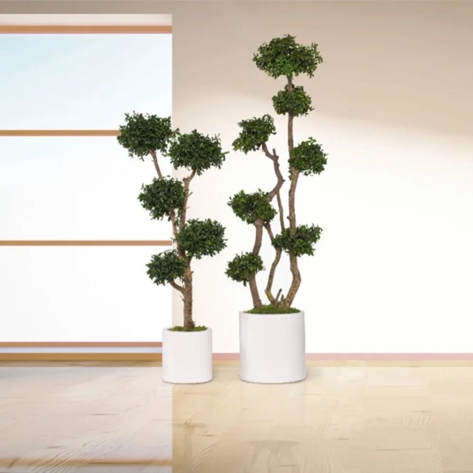 Arbre Tenuifolium Stabilisé – Vert