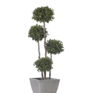 Arbre Pitosporum Stabilisé