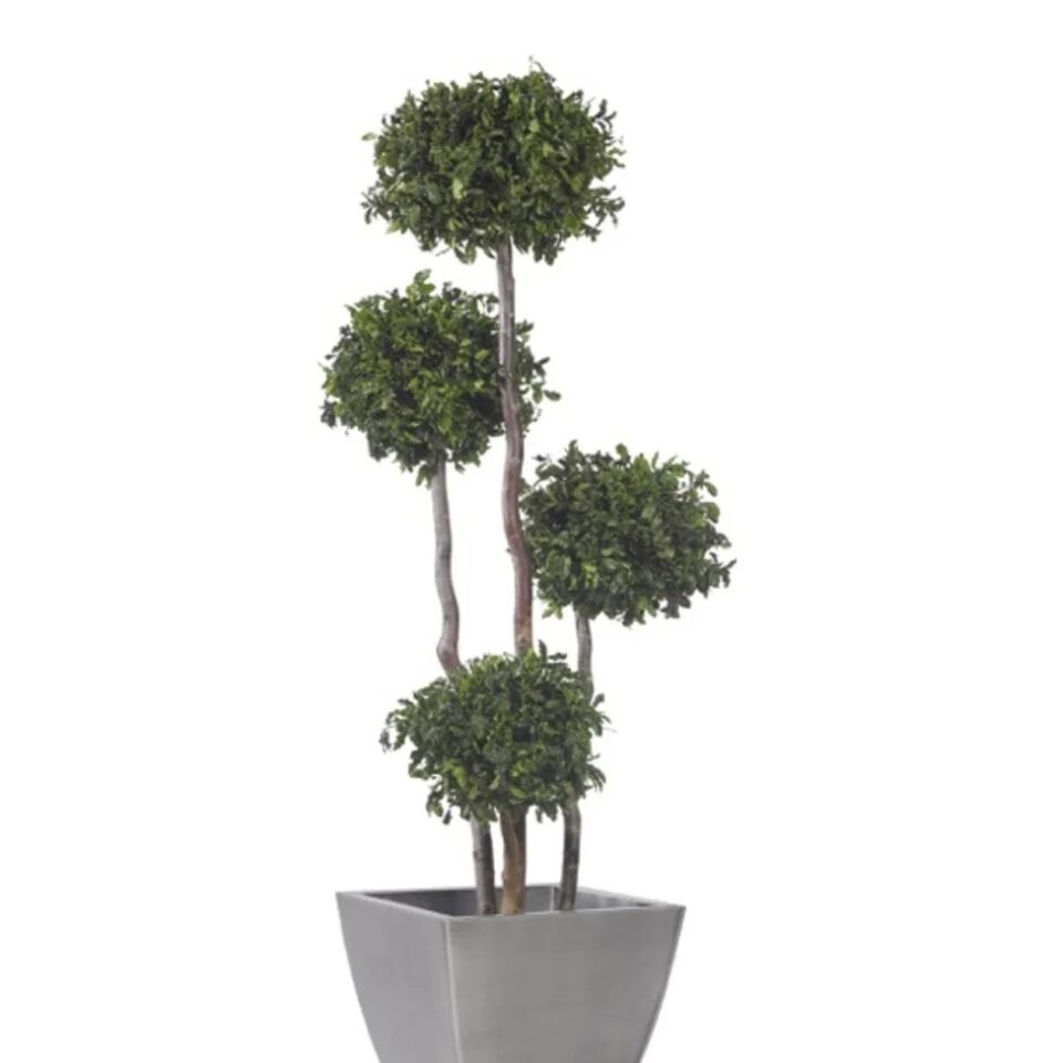 Arbre 4 Boules Pitosporum Stabilisé – Vert