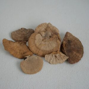 Champignons éponges naturels stabilisés petits