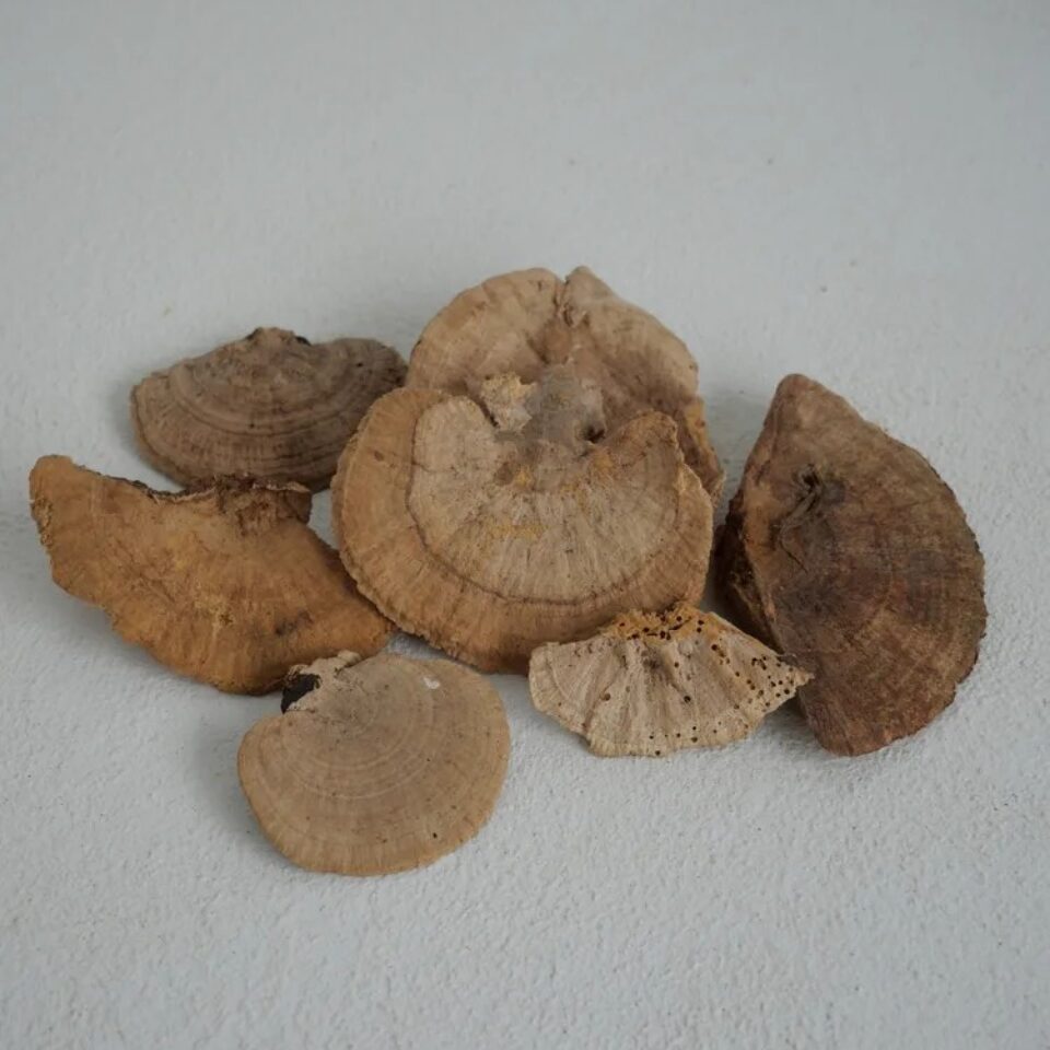 Champignons éponges naturels stabilisés
