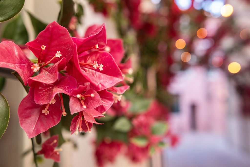 focus fleur de bougainvillier rose
